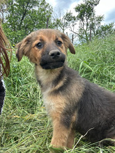 LUCKY, Hund, Mischlingshund in Rumänien - Bild 7