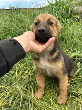 LUCKY, Hund, Mischlingshund in Rumänien - Bild 8