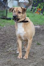 POPEYE, Hund, Mischlingshund in Ungarn - Bild 1