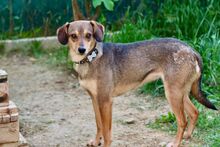 SEMI, Hund, Mischlingshund in Slowakische Republik - Bild 1