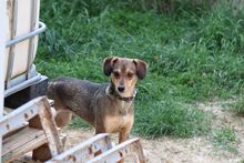 SEMI, Hund, Mischlingshund in Slowakische Republik - Bild 2