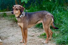 SEMI, Hund, Mischlingshund in Slowakische Republik - Bild 4