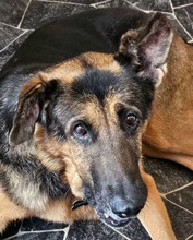ALANA, Hund, Deutscher Schäferhund in Stockstadt - Bild 1