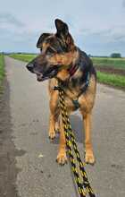 ALANA, Hund, Deutscher Schäferhund in Stockstadt - Bild 2