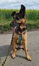 ALANA, Hund, Deutscher Schäferhund in Stockstadt - Bild 3