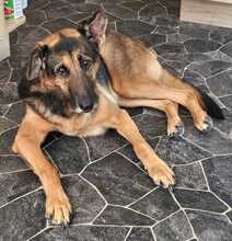 ALANA, Hund, Deutscher Schäferhund in Stockstadt - Bild 4