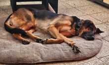 ALANA, Hund, Deutscher Schäferhund in Stockstadt - Bild 5