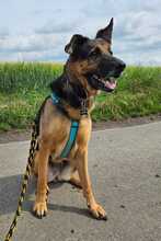 ALANA, Hund, Deutscher Schäferhund in Stockstadt - Bild 6