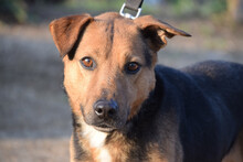 GINO, Hund, Mischlingshund in Ungarn - Bild 1