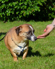 PUTY, Hund, Mischlingshund in Kroatien - Bild 6