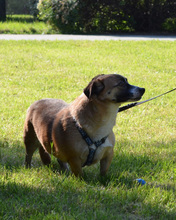 PUTY, Hund, Mischlingshund in Kroatien - Bild 7