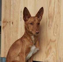 NISLO, Hund, Podenco in Spanien - Bild 1