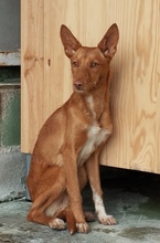 NISLO, Hund, Podenco in Spanien - Bild 2