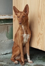 NISLO, Hund, Podenco in Spanien - Bild 3
