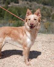 CHANDA, Hund, Mischlingshund in Spanien - Bild 1