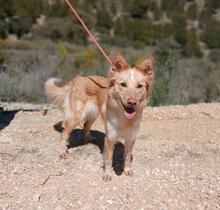 CHANDA, Hund, Mischlingshund in Spanien - Bild 2