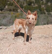 CHANDA, Hund, Mischlingshund in Spanien - Bild 3