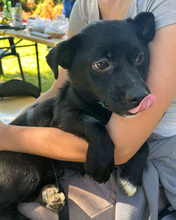 CARLO, Hund, Mischlingshund in Kroatien - Bild 2