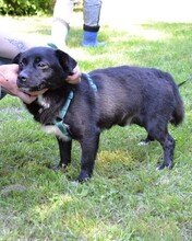 CARLO, Hund, Mischlingshund in Kroatien - Bild 3