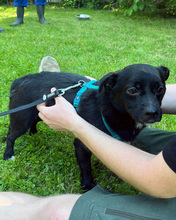 CARLO, Hund, Mischlingshund in Kroatien - Bild 4