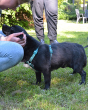 CARLO, Hund, Mischlingshund in Kroatien - Bild 6