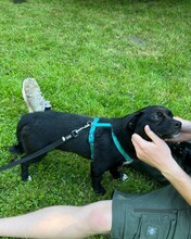 CARLO, Hund, Mischlingshund in Kroatien - Bild 7