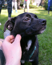 CARLO, Hund, Mischlingshund in Kroatien - Bild 8