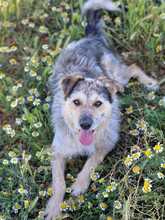 NILO, Hund, Mischlingshund in Spanien - Bild 1