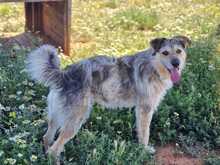 NILO, Hund, Mischlingshund in Spanien - Bild 2