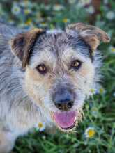 NILO, Hund, Mischlingshund in Spanien - Bild 3