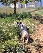 NILO, Hund, Mischlingshund in Spanien - Bild 4