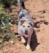 NILO, Hund, Mischlingshund in Spanien - Bild 5