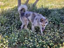 NILO, Hund, Mischlingshund in Spanien - Bild 6