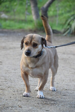 WILMA, Hund, Mischlingshund in Ungarn - Bild 1