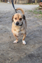 WILMA, Hund, Mischlingshund in Ungarn - Bild 2