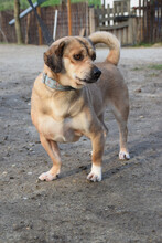WILMA, Hund, Mischlingshund in Ungarn - Bild 3