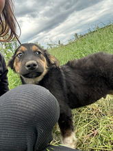 MILO, Hund, Mischlingshund in Rumänien - Bild 1