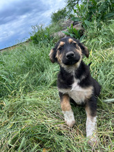 MILO, Hund, Mischlingshund in Rumänien - Bild 2