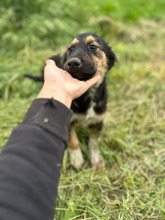 MILO, Hund, Mischlingshund in Rumänien - Bild 3