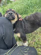 MILO, Hund, Mischlingshund in Rumänien - Bild 4