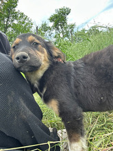 MILO, Hund, Mischlingshund in Rumänien - Bild 5