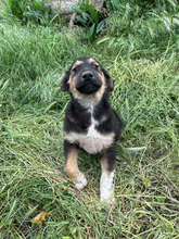 MILO, Hund, Mischlingshund in Rumänien - Bild 6
