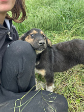 MILO, Hund, Mischlingshund in Rumänien - Bild 7