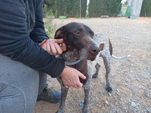TRUFA, Hund, Deutsch Kurzhaar in Spanien - Bild 1