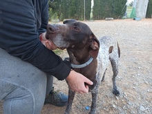 TRUFA, Hund, Deutsch Kurzhaar in Spanien - Bild 2