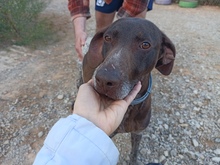 TRUFA, Hund, Deutsch Kurzhaar in Spanien - Bild 3