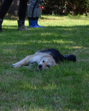 RICHIE, Hund, Mischlingshund in Kroatien - Bild 2