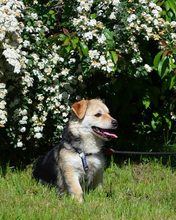 RICHIE, Hund, Mischlingshund in Kroatien - Bild 3