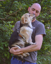 RICHIE, Hund, Mischlingshund in Kroatien - Bild 4
