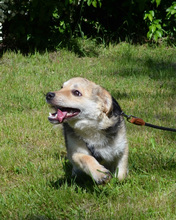 RICHIE, Hund, Mischlingshund in Kroatien - Bild 5